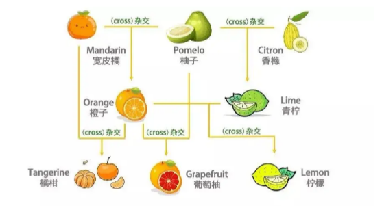 下次可别再说橘子是orange了哦~其实对于水果,因为总会出现杂交的新