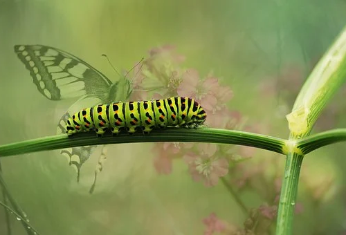 caterpillar怎么读？.png